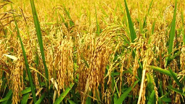 കേരള ബാങ്കിന്റെ വായ്പാ കുടിശ്ശിക തീർത്തില്ല, നെല്ല് സംഭരണത്തിന് പണമില്ലാതെ സർക്കാർ കേരള ബാങ്കിന്റെ വായ്പാ കുടിശ്ശിക തീർത്തില്ല, നെല്ല് സംഭരണത്തിന് പണമില്ലാതെ സർക്കാർ