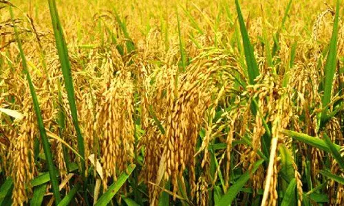 കേരള ബാങ്കിന്റെ വായ്പാ കുടിശ്ശിക തീർത്തില്ല, നെല്ല് സംഭരണത്തിന് പണമില്ലാതെ സർക്കാർ കേരള ബാങ്കിന്റെ വായ്പാ കുടിശ്ശിക തീർത്തില്ല, നെല്ല് സംഭരണത്തിന് പണമില്ലാതെ സർക്കാർ