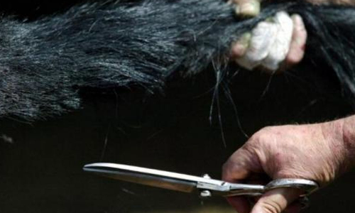 സ്കൂൾ അസംബ്ലിയിൽ ദലിത് വിദ്യാർഥിയുടെ മുടിവെട്ടിമാറ്റി; പ്രധാനാധ്യാപികക്കെതിരെ കേസ് സ്കൂൾ അസംബ്ലിയിൽ ദലിത് വിദ്യാർഥിയുടെ മുടിവെട്ടിമാറ്റി; പ്രധാനാധ്യാപികക്കെതിരെ കേസ്