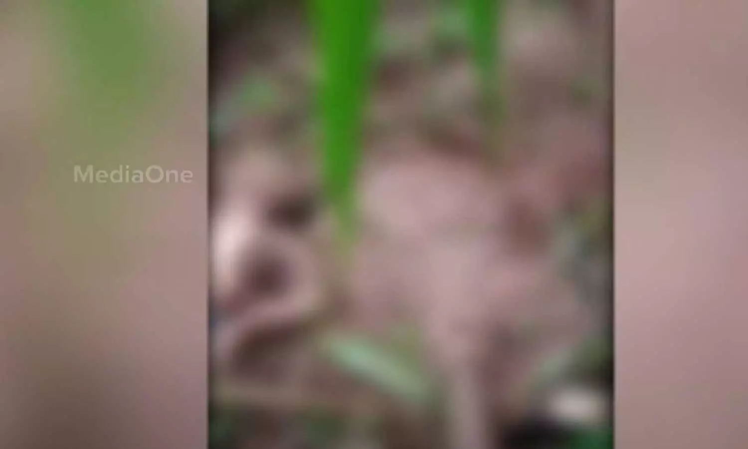 Plantation worker died in wild elephant attack in Wayanad Meppadi