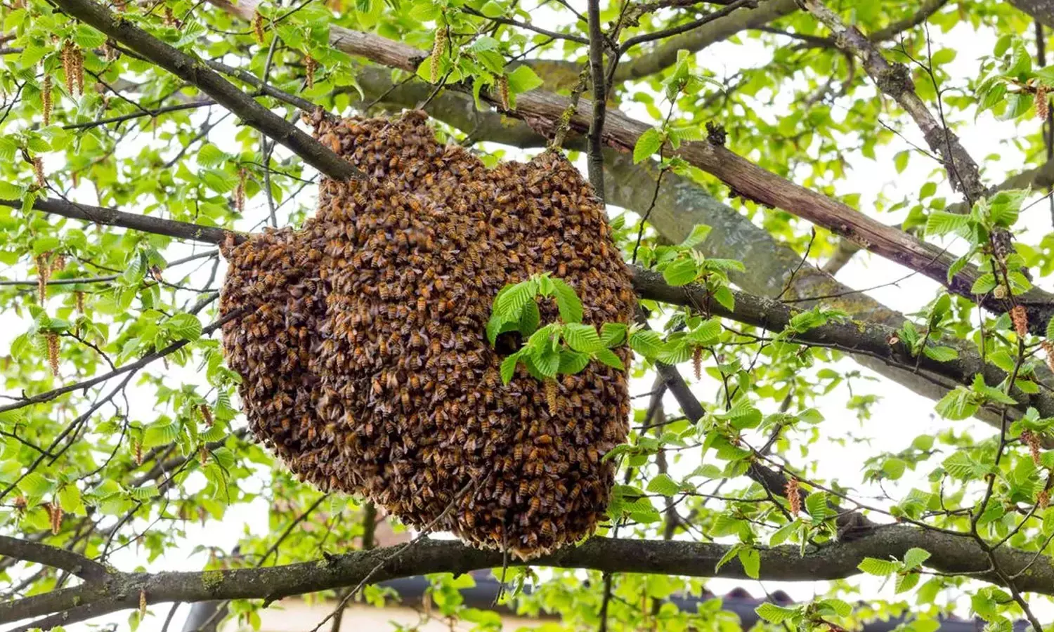 Vadakara HoneyBee attack