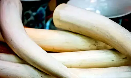Six arrested with elephant tusks in Wayanads Mananthavady