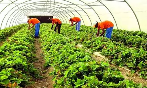 ജല ഉപയോഗം പരമാവധി കുറച്ചുള്ള കൃഷി രീതികൾ അവലംബിക്കാൻ ഖത്തർ