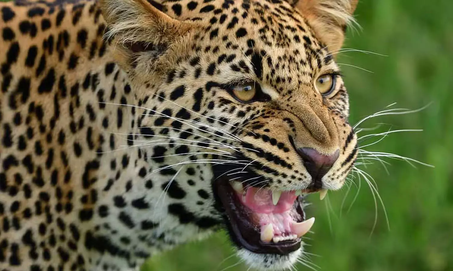 A seven-year-old boy was seriously injured in a tiger attack, tiger attack, latest malayalam news, കടുവയുടെ ആക്രമണത്തിൽ ഏഴ് വയസുകാരന് ഗുരുതരമായി പരിക്കേറ്റു, കടുവയുടെ ആക്രമണം