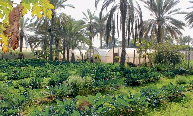 ബഹ്റൈനിൽ അഞ്ച് സർക്കാർ ഫാമുകൾ, പുതിയവ ആവശ്യമില്ലെന്ന് പഠനം ബഹ്റൈനിൽ അഞ്ച് സർക്കാർ ഫാമുകൾ, പുതിയവ ആവശ്യമില്ലെന്ന് പഠനം