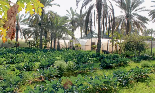 ബഹ്റൈനിൽ അഞ്ച് സർക്കാർ   ഫാമുകൾ, പുതിയവ ആവശ്യമില്ലെന്ന് പഠനം