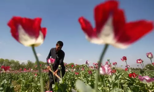 അഫ്ഗാനിസ്താനിൽ കറുപ്പ് കൃഷിയിൽ 95 ശതമാനത്തിന്റെ കുറവെന്ന് യു.എൻ റിപ്പോർട്ട്‌