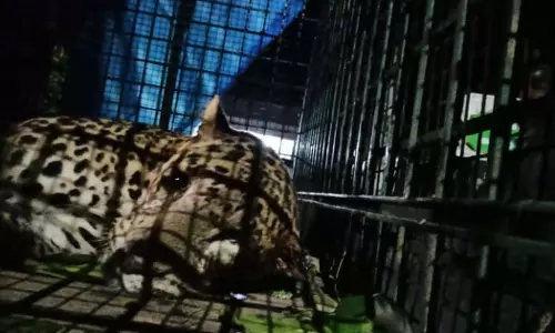 Tiger trapped in chicken Cage in Wayanad