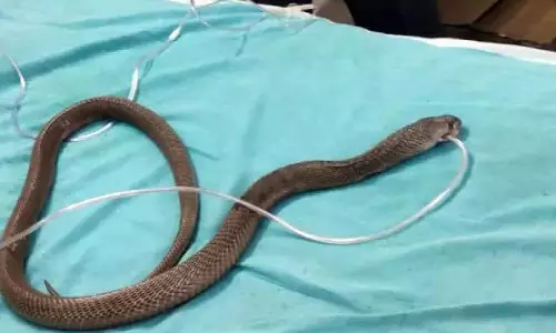 കാറിൽ ഉഗ്രവിഷമുള്ള മൂർഖൻ; ഫിനോയിൽ തളിച്ചപ്പോൾ ബോധം പോയി, പാമ്പിന് കൃത്രിമ ശ്വാസം ഉൾപ്പെടെ അടിയന്തര ചികിത്സ