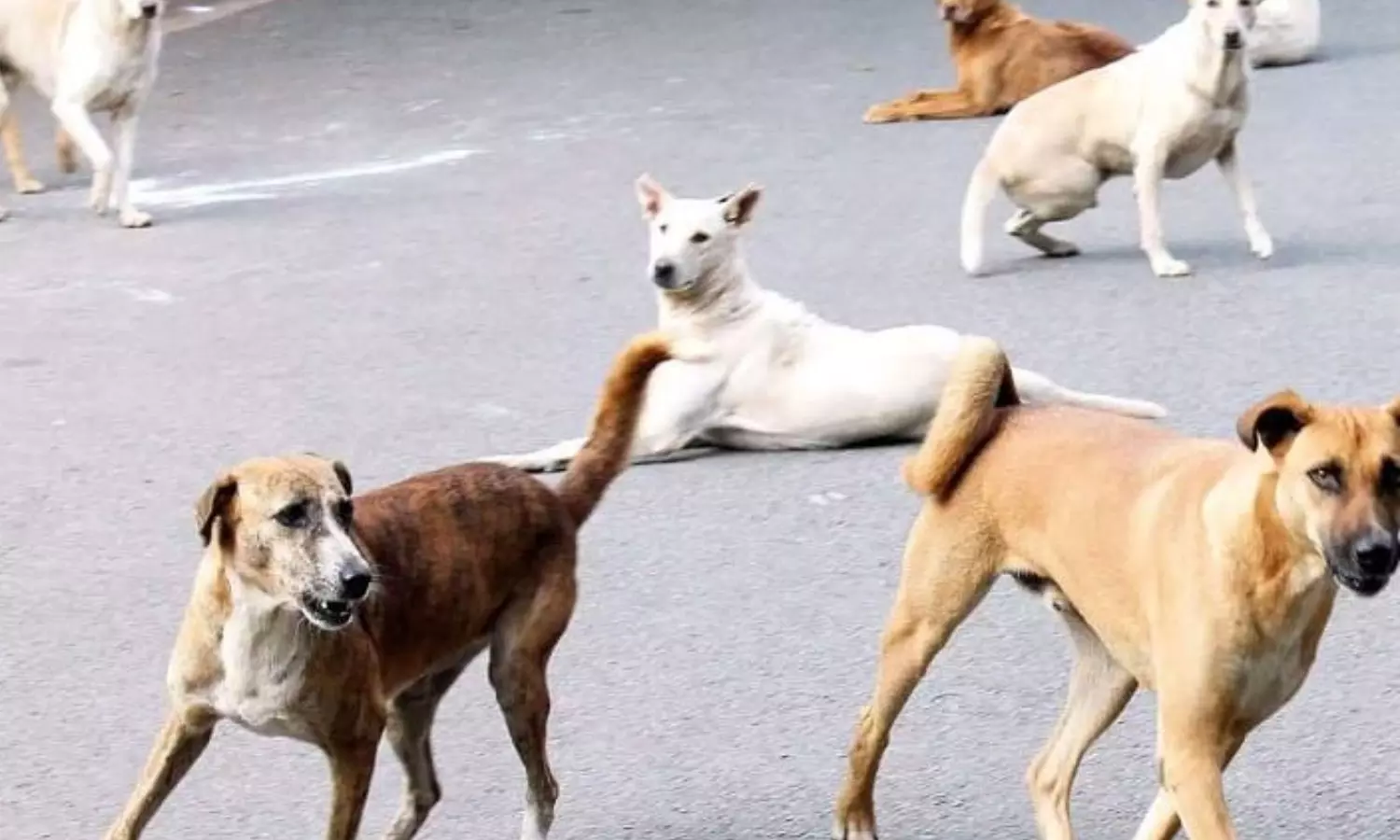 Stray dogs attack 5 year old in kollam