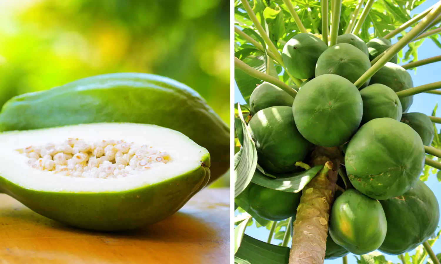 Raw Papaya, Health Benefits Raw Papaya,Raw Papaya Health Benefits,Immune System To Weight Loss,Raw Papaya Weight Loss,health news, പച്ച പപ്പായയുടെ ആരോഗ്യ ഗുണങ്ങൾ,പച്ച പപ്പായ കഴിച്ചാല്‍,പച്ച പപ്പായയും ആരോഗ്യവും,പച്ച പപ്പായ