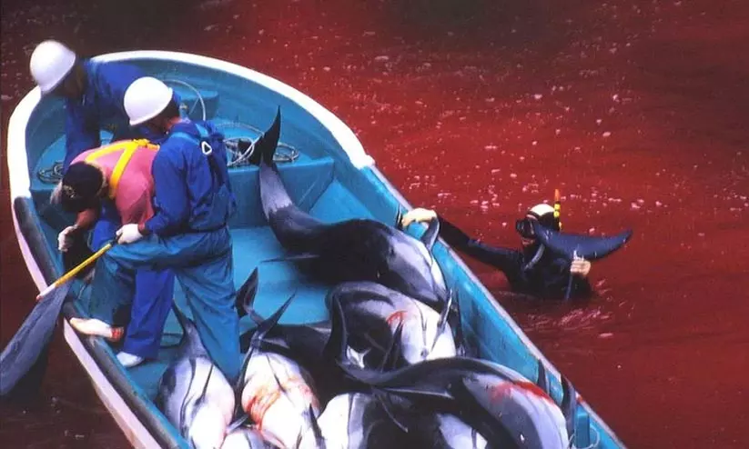 തായ്ജി ദ്വീപുകാരുടെ തിമിംഗല വേട്ട