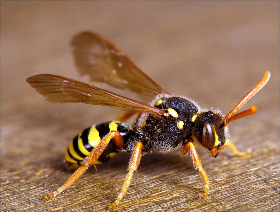 wasp