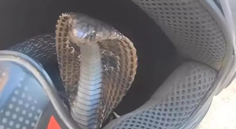Snake Hiding In Bikes Helmet
