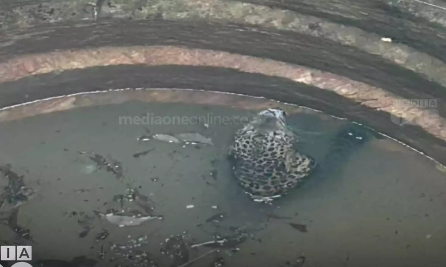 A tiger fell into a well in Peringathur, Kannur A tiger fell into a well in Peringathur, Kannur