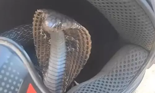 Snake Hiding In Bikes Helmet