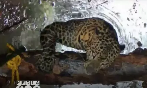 Leopard caught by the forest department from a well in Kannur Peringathur has died, Leopard dies in Kannur Peringathur