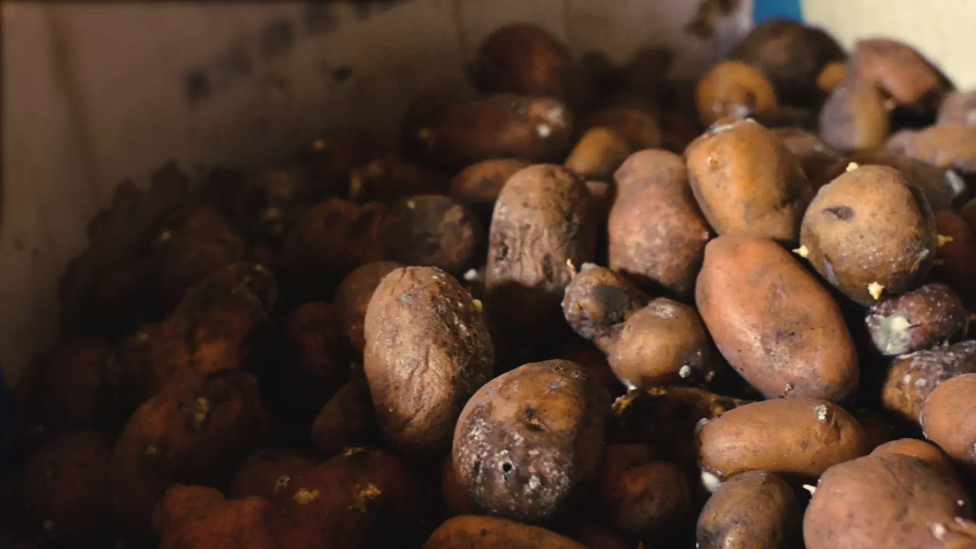 rotting potatoes