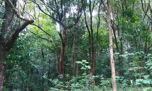 Idukki Chinnakanal