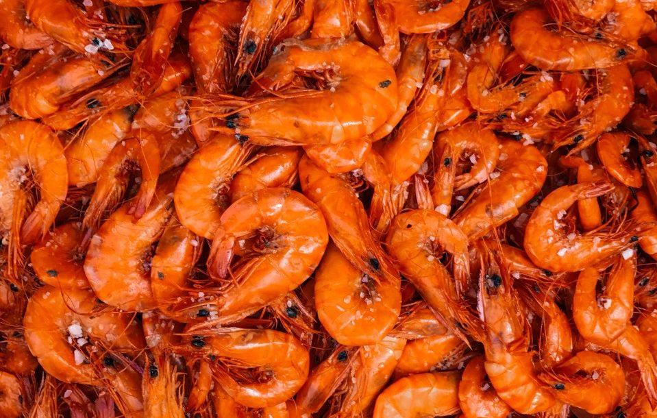 Ban on fishing and trade in shrimp in Oman