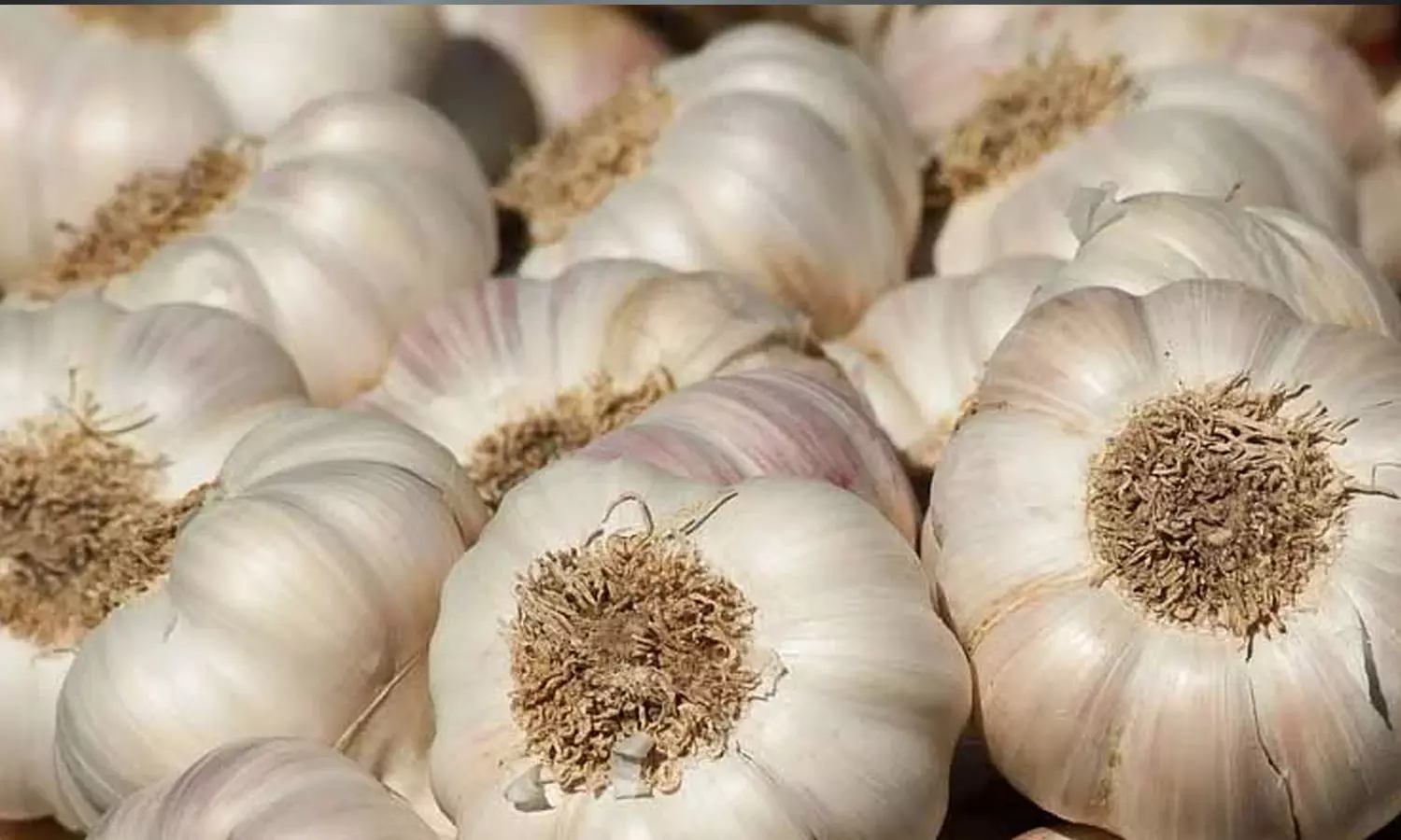 Garlic price hike,business news,kerala Garlic price ,സംസ്ഥാനത്ത് വെളുത്തുള്ളി വില കുതിക്കുന്നു,വെളുത്തുള്ളി വില,latest malayalam news Garlic price hike,business news,kerala Garlic price ,സംസ്ഥാനത്ത് വെളുത്തുള്ളി വില കുതിക്കുന്നു,വെളുത്തുള്ളി വില,latest malayalam news