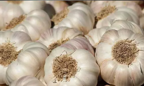 Garlic price hike,business news,kerala   Garlic price ,സംസ്ഥാനത്ത് വെളുത്തുള്ളി വില കുതിക്കുന്നു,വെളുത്തുള്ളി വില,latest malayalam news