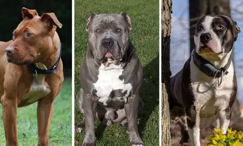dangerous dog breeds,anning dangerous dog, High Court,Delhi High Courti,pitbulls, Rottweilers, Neapolitan Mastiffs, Wolf Dogs, Terriers, American Bulldogs,