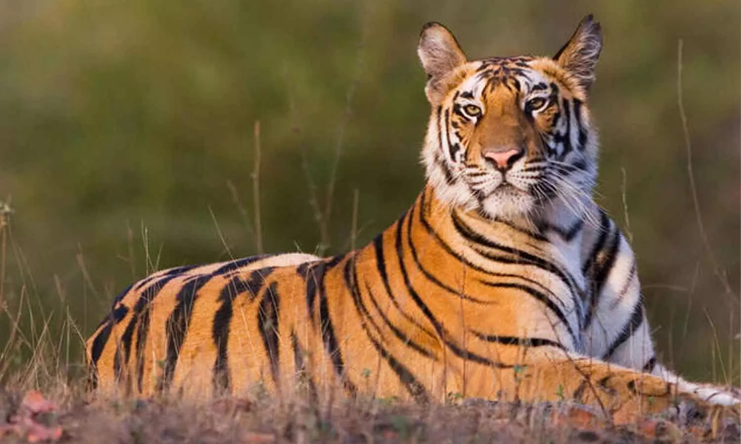 A young man was killed in a tiger attack in Wayanad A young man was killed in a tiger attack in Wayanad