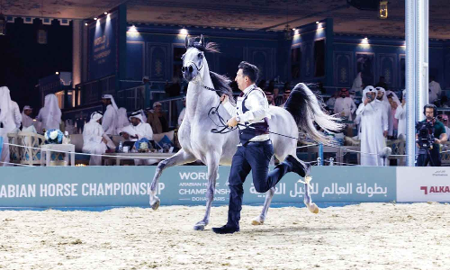 ദോഹ തുറമുഖത്ത് അറേബ്യൻ കുതിരകളുടെ ലോക ചാമ്പ്യൻഷിപ്പ്;  മത്സരങ്ങൾ വിവിധ വിഭാഗങ്ങളിൽ