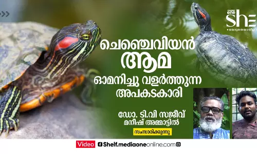 ചെഞ്ചെവിയന് ആമ: ഓമനിച്ചു വളര്ത്തുന്ന അപകടകാരി ചെഞ്ചെവിയന് ആമ: ഓമനിച്ചു വളര്ത്തുന്ന അപകടകാരി
