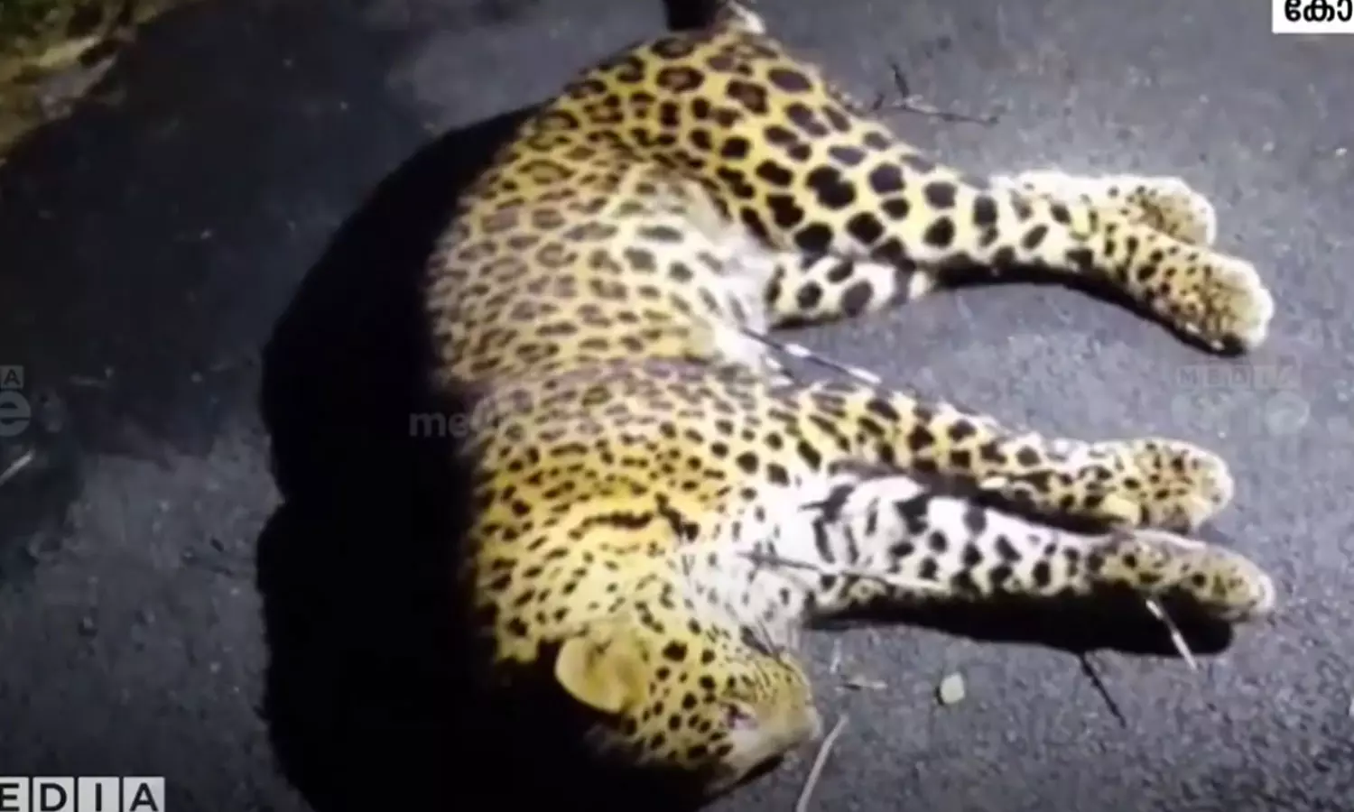 leopard leopard
