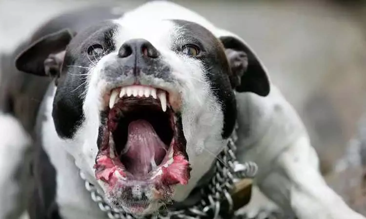 pitbull attack pitbull attack