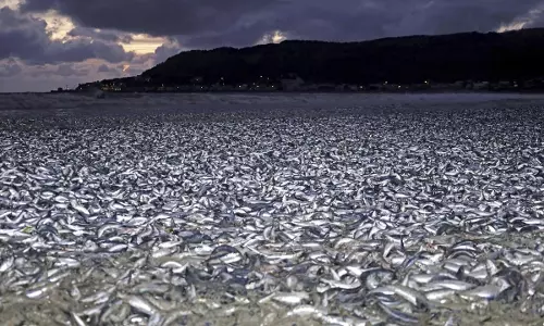 Sardines and mackerels
