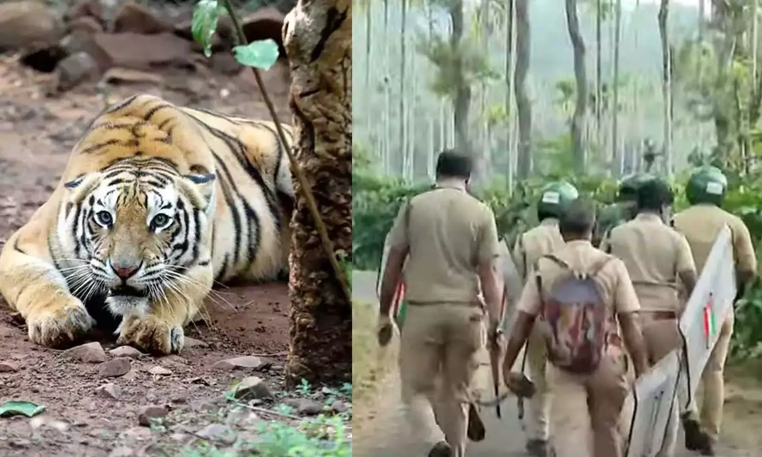 The search for the tiger that killed the dairy farmer in Wayanad Vakeri will continue today, tiger attack in Vakeri, Wayanad tiger attack The search for the tiger that killed the dairy farmer in Wayanad Vakeri will continue today, tiger attack in Vakeri, Wayanad tiger attack