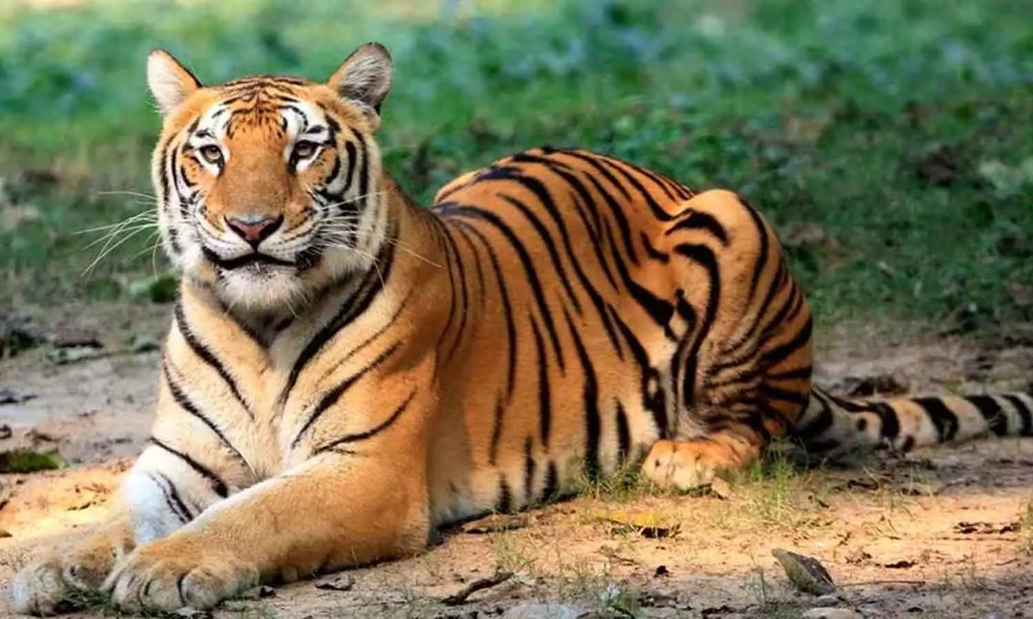 വയനാട് കല്ലൂർക്കുന്നിൽ വീണ്ടും കടുവയെത്തി; പശുവിനെ ആക്രമിച്ചു വയനാട് കല്ലൂർക്കുന്നിൽ വീണ്ടും കടുവയെത്തി; പശുവിനെ ആക്രമിച്ചു