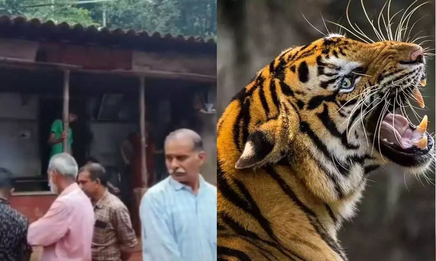 വയനാട് കല്ലൂർകുന്നിൽ പശുവിനെ കൊന്നത് വാകേരിയിലെ നരഭോജി കടുവ തന്നെ; ഡ്രോൺ നിരീക്ഷണം ശക്തം