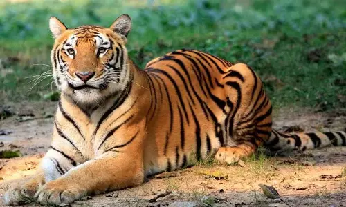 വയനാട് കല്ലൂർക്കുന്നിൽ വീണ്ടും കടുവയെത്തി; പശുവിനെ ആക്രമിച്ചു