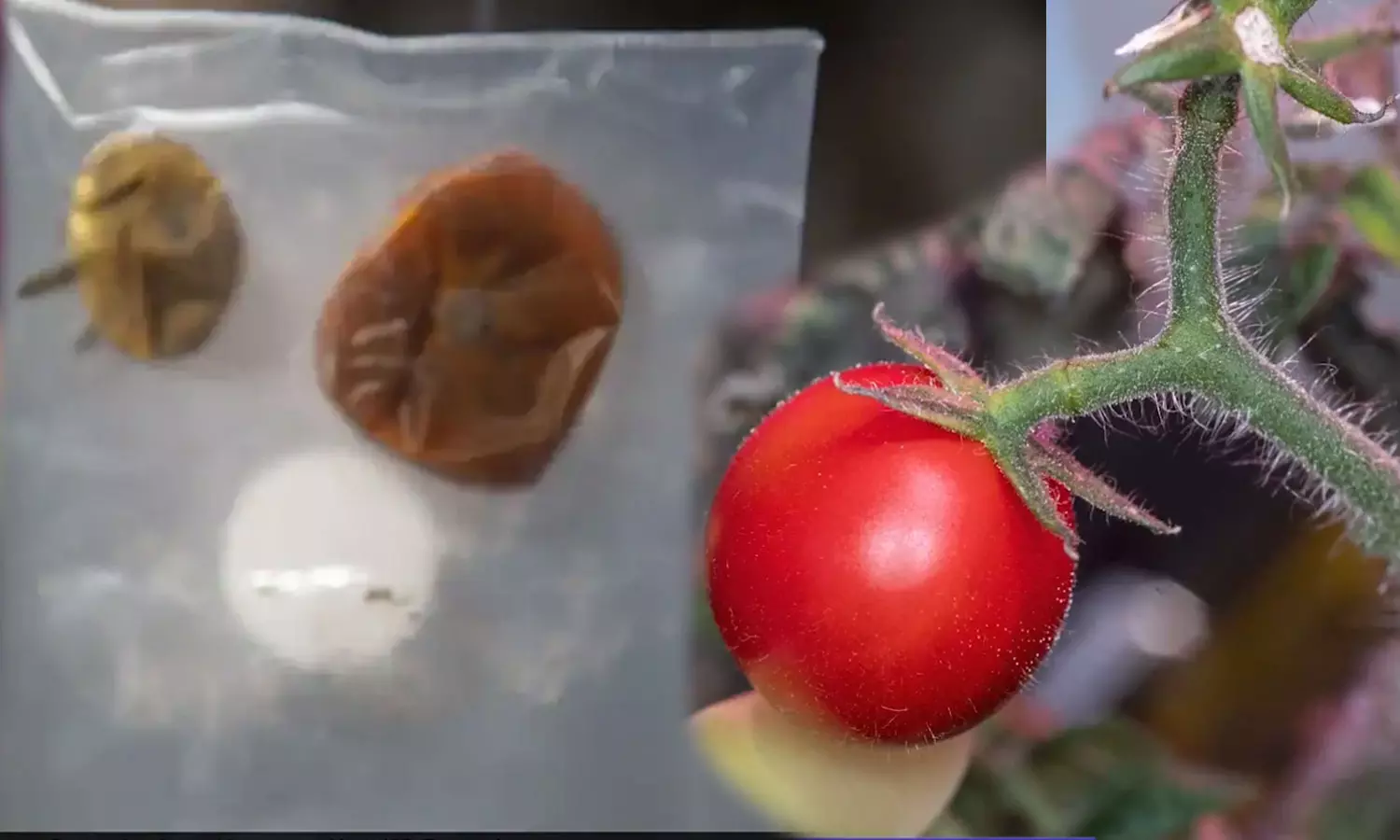 NASA, Missing Space Tomatoes,Space Tomatoes  Missing,Astronaut Frank Rubio,XROOTs soil-less techniques,