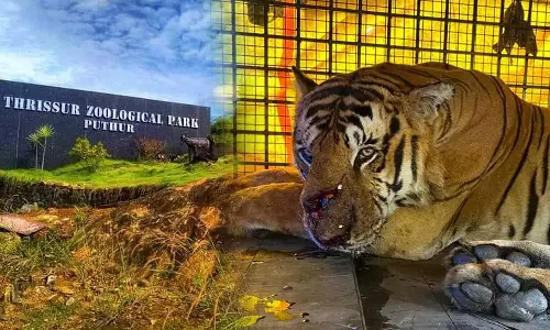 The tiger caught in Wayanad Vakeri shifted to Thrissur Puthur Zoo, Vakeri tiger shifted to Thrissur Puthur Zoo
