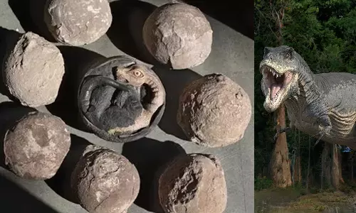 Families offering prayers to dinosaur eggs as kuldevta