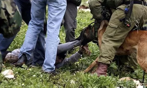 Israeli army unleashed attack dogs on wounded in Gaza hospital Israeli army unleashed attack dogs on wounded in Gaza hospital