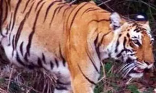 Wayanad,Tiger attacks,Tiger Wayanad,latest malayalam news,വയനാട്ടില്‍ വീണ്ടും കടുവ,കടുവാ ആക്രമണം,വയനാട് കടുവ