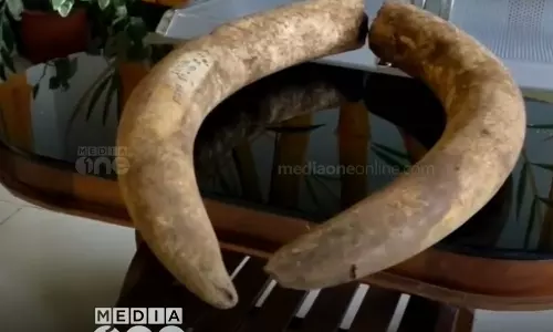 ഇടുക്കിയിൽ വനമേഖലയിലൊളിപ്പിച്ച ആനക്കൊമ്പുകൾ കണ്ടെടുത്തു