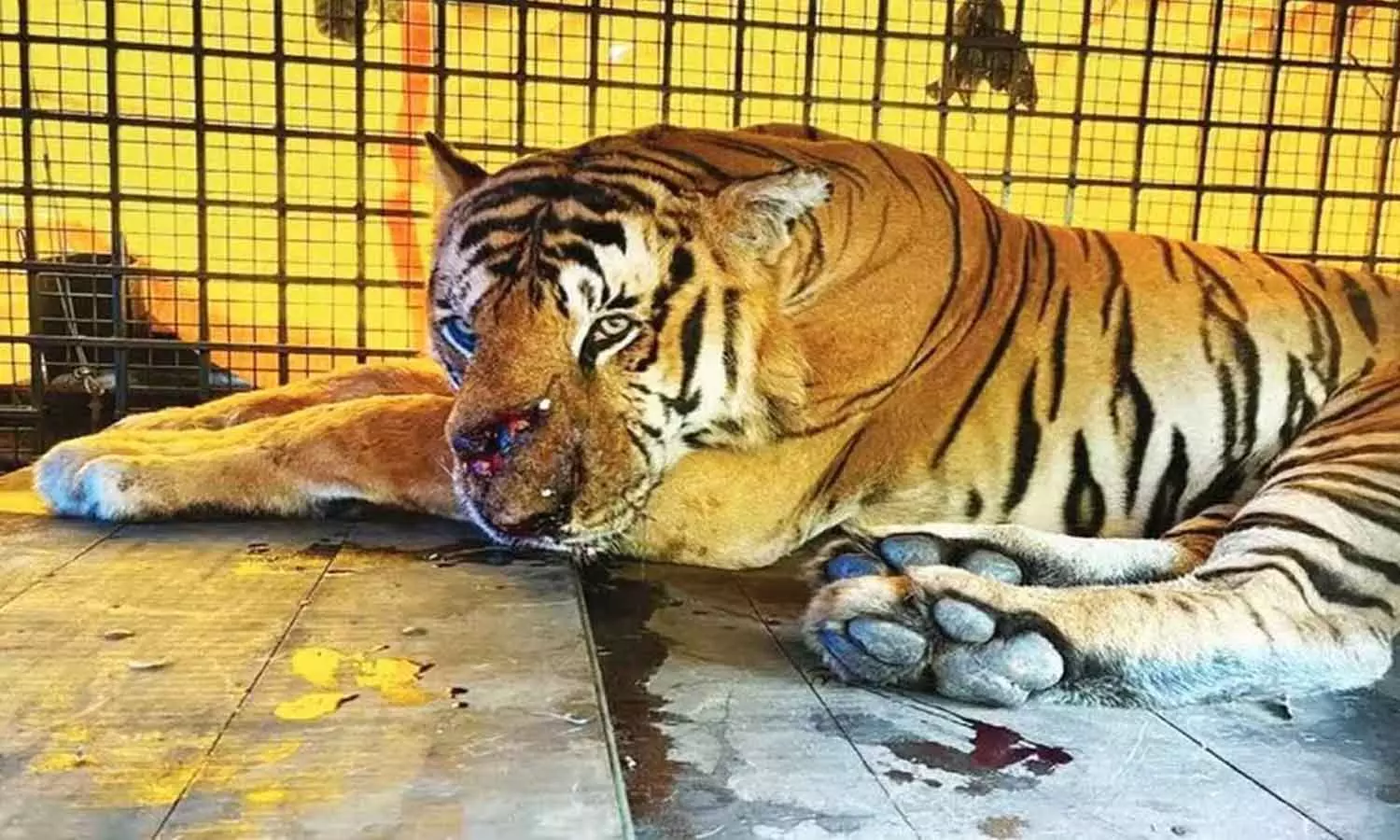 Sugery for tiger caught from vakeri Sugery for tiger caught from vakeri
