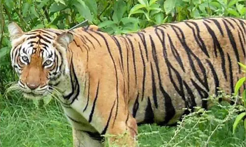 tiger wayanad