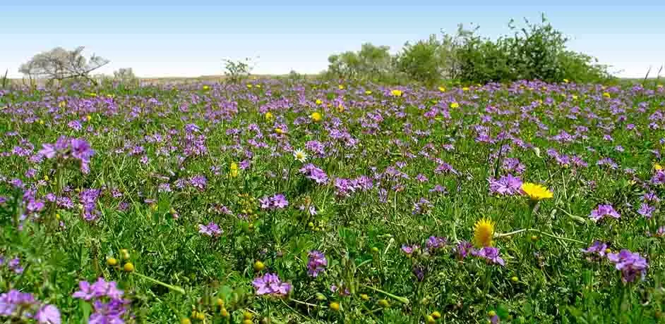 One Million Trees Planted at Rawdat Al-Khafs One Million Trees Planted at Rawdat Al-Khafs