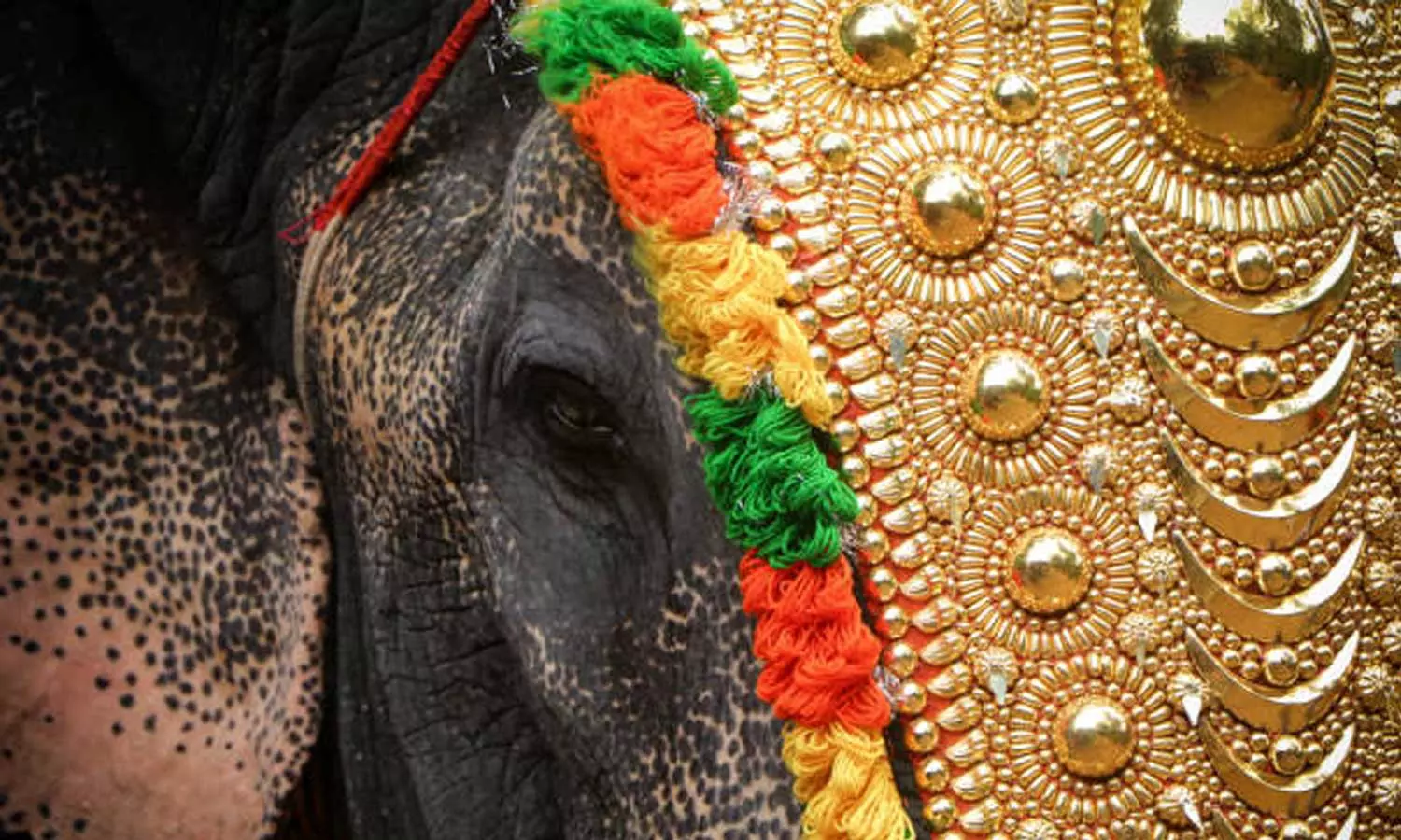 ഉത്സവത്തിനെത്തിച്ച ആന  ചെരിഞ്ഞു