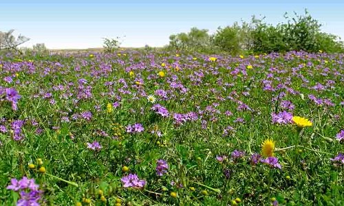 One Million Trees Planted at Rawdat Al-Khafs