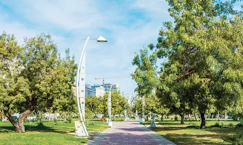 സൗദിയില്‍ മരം മുറിക്കുന്നതിനെതിരെ നടപടി ശക്തമാക്കി മന്ത്രാലയം