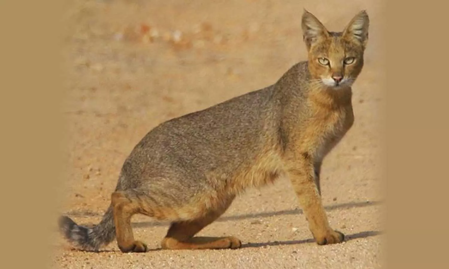 bike passengers injured after wild cat jumps over in kattakkada
